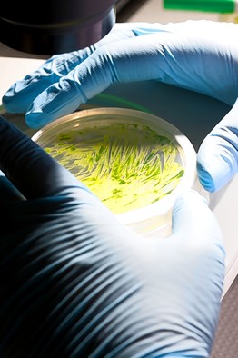 algae in a petri dish